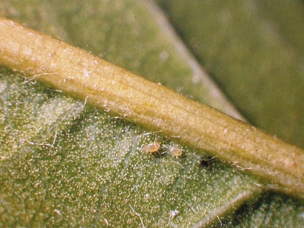 2Raubmilbe auf Blattunterseite_MU.JPG